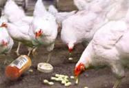 chicken antibiotics