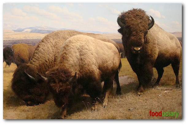bison facts
