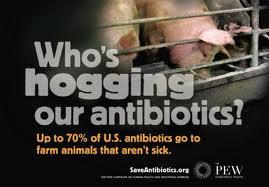 hogging antibiotics