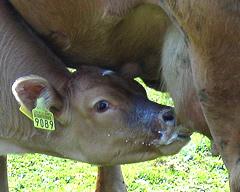 Baby calves should be drinking from a cow, not humans