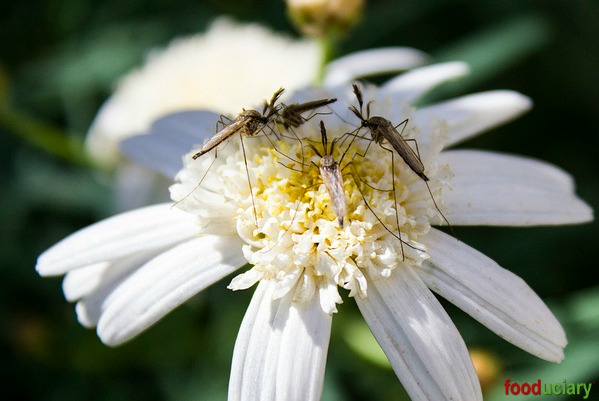 natural bug repellent