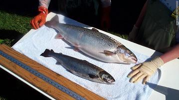 Two salmon of the same age. The larger one is genetically modified to grow faster.